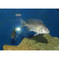 Aulonocara Blue Neon